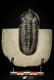 30277 - Well Prepared "Flying" 3.07 Inch Morocconites malladoides Middle Devonian Trilobite