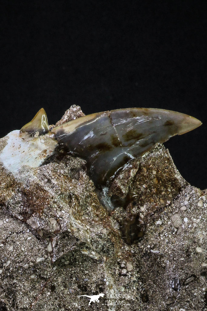 20347 - Top Black 2.29 Inch Otodus obliquus Shark Tooth in Matrix Paleocene