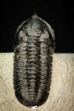 30277 - Well Prepared "Flying" 3.07 Inch Morocconites malladoides Middle Devonian Trilobite