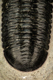 30277 - Well Prepared "Flying" 3.07 Inch Morocconites malladoides Middle Devonian Trilobite
