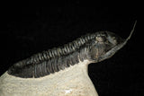 30277 - Well Prepared "Flying" 3.07 Inch Morocconites malladoides Middle Devonian Trilobite