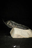 30277 - Well Prepared "Flying" 3.07 Inch Morocconites malladoides Middle Devonian Trilobite