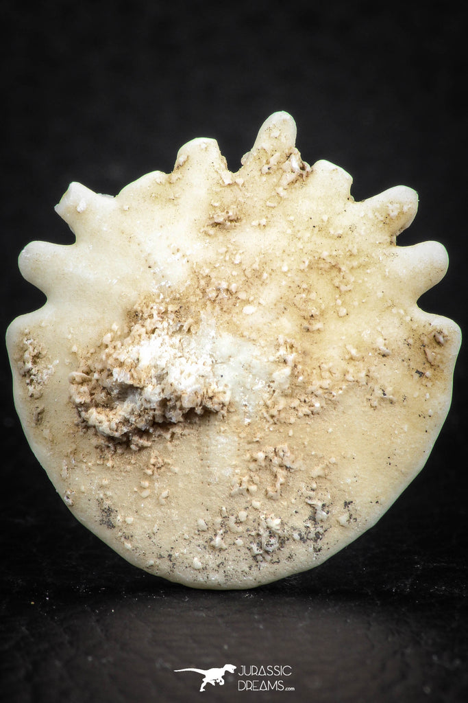 07473 - Top Beautiful 1.24 Inch Heliophora orbicularis (Urchin) Upper Pliocene