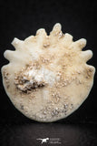 07473 - Top Beautiful 1.24 Inch Heliophora orbicularis (Urchin) Upper Pliocene