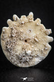 07473 - Top Beautiful 1.24 Inch Heliophora orbicularis (Urchin) Upper Pliocene