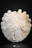 07474 - Top Beautiful 1.04 Inch Heliophora orbicularis (Urchin) Upper Pliocene