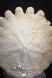 07475 - Top Beautiful 0.84 Inch Heliophora orbicularis (Urchin) Upper Pliocene