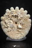 07475 - Top Beautiful 0.84 Inch Heliophora orbicularis (Urchin) Upper Pliocene