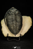 30282 - Finest Quality 4.22 Inch Zlichovaspis rugosa Lower Devonian Trilobite