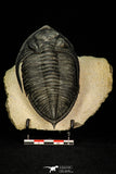 30282 - Finest Quality 4.22 Inch Zlichovaspis rugosa Lower Devonian Trilobite