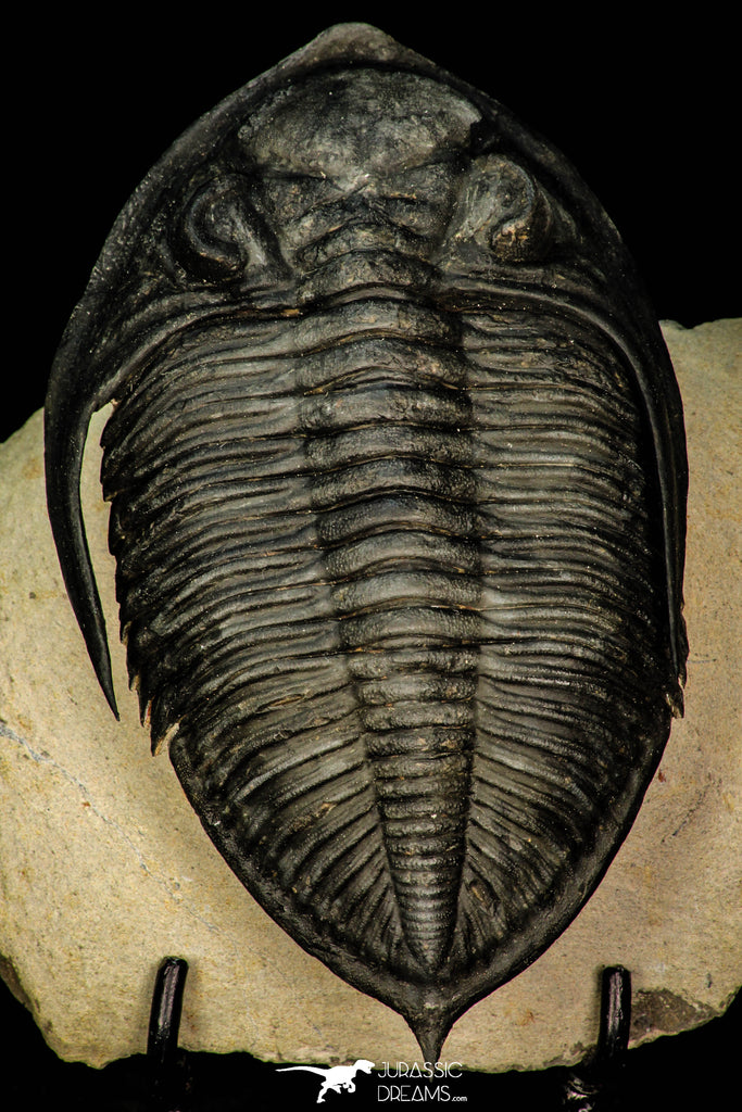 30282 - Finest Quality 4.22 Inch Zlichovaspis rugosa Lower Devonian Trilobite