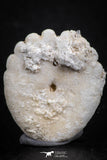 07476 - Top Beautiful 0.91 Inch Heliophora orbicularis (Urchin) Upper Pliocene