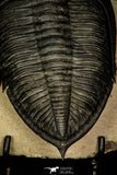 30282 - Finest Quality 4.22 Inch Zlichovaspis rugosa Lower Devonian Trilobite