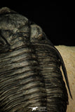 30282 - Finest Quality 4.22 Inch Zlichovaspis rugosa Lower Devonian Trilobite