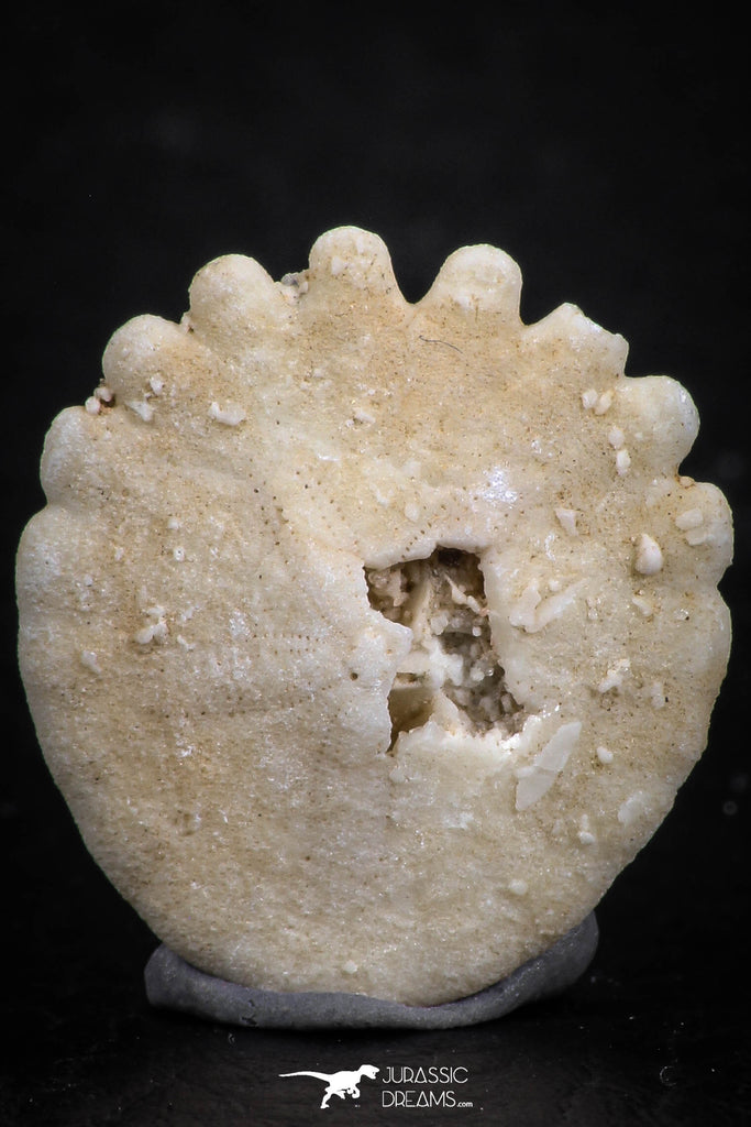 07477 - Top Beautiful 0.85 Inch Heliophora orbicularis (Urchin) Upper Pliocene