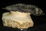 30282 - Finest Quality 4.22 Inch Zlichovaspis rugosa Lower Devonian Trilobite