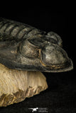 30282 - Finest Quality 4.22 Inch Zlichovaspis rugosa Lower Devonian Trilobite