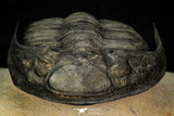 30282 - Finest Quality 4.22 Inch Zlichovaspis rugosa Lower Devonian Trilobite