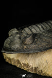 30282 - Finest Quality 4.22 Inch Zlichovaspis rugosa Lower Devonian Trilobite