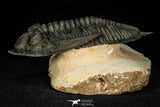 30282 - Finest Quality 4.22 Inch Zlichovaspis rugosa Lower Devonian Trilobite