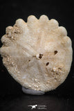 07478 - Top Beautiful 0.81 Inch Heliophora orbicularis (Urchin) Upper Pliocene