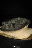 30282 - Finest Quality 4.22 Inch Zlichovaspis rugosa Lower Devonian Trilobite