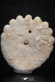 07478 - Top Beautiful 0.81 Inch Heliophora orbicularis (Urchin) Upper Pliocene