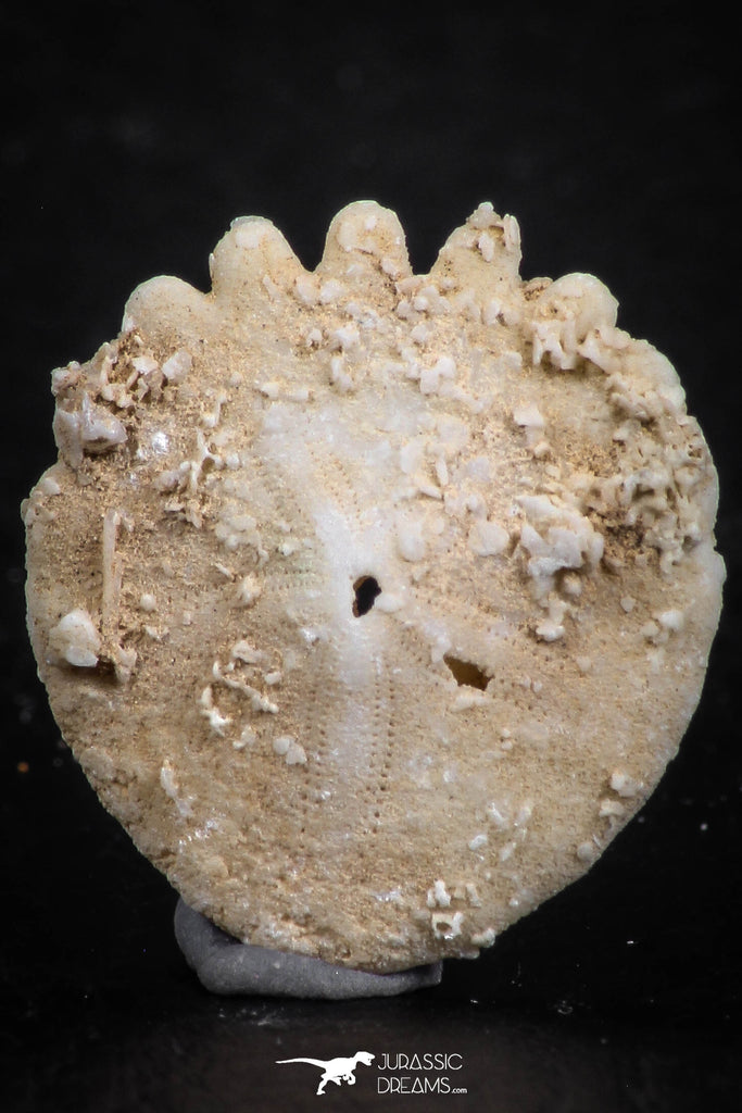 07480 - Top Beautiful 0.81 Inch Heliophora orbicularis (Urchin) Upper Pliocene