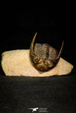 30284 - Top Quality 1.77 Inch  Zlichovaspis rugosa Lower Devonian Trilobite