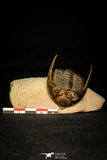 30284 - Top Quality 1.77 Inch  Zlichovaspis rugosa Lower Devonian Trilobite