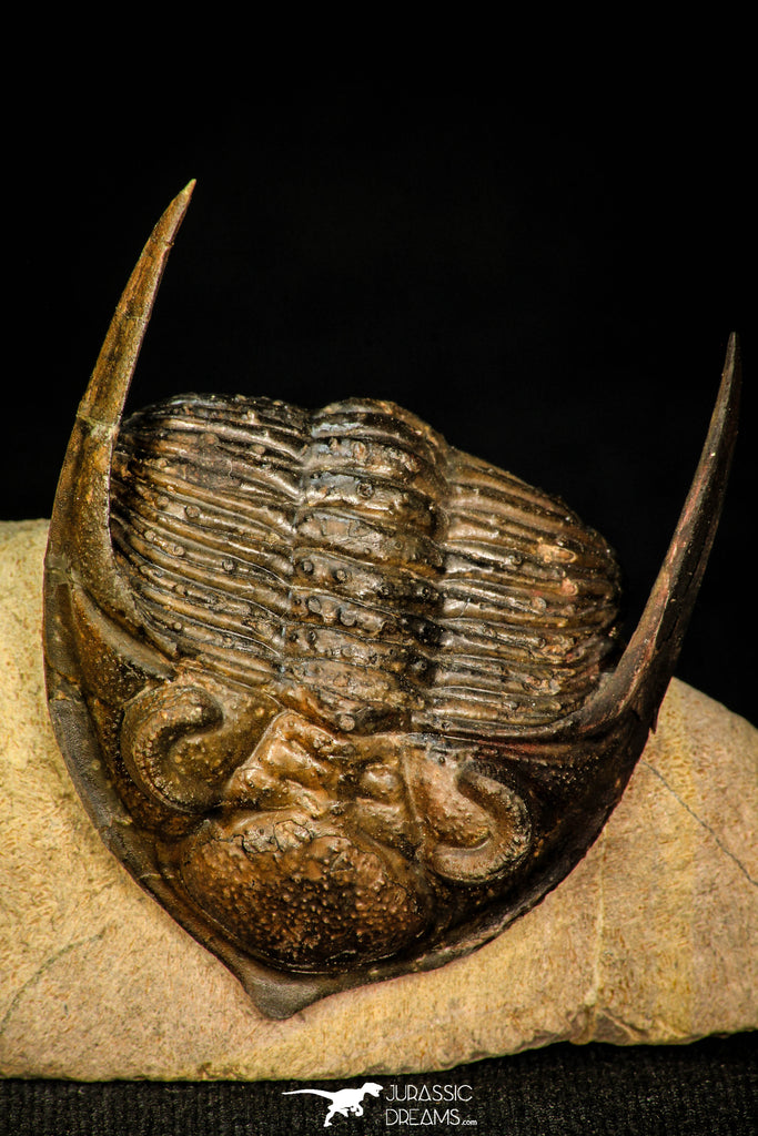 30284 - Top Quality 1.77 Inch  Zlichovaspis rugosa Lower Devonian Trilobite