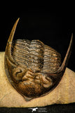 30284 - Top Quality 1.77 Inch  Zlichovaspis rugosa Lower Devonian Trilobite