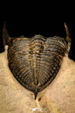 30284 - Top Quality 1.77 Inch  Zlichovaspis rugosa Lower Devonian Trilobite
