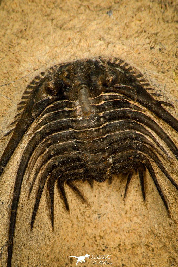 30287 - Outstanding 3.18 Inch Kettneraspis prescheri (Long Occipital Horn) Lower Devonian Trilobite