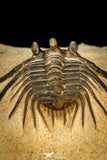 30287 - Outstanding 3.18 Inch Kettneraspis prescheri (Long Occipital Horn) Lower Devonian Trilobite