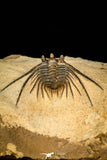 30287 - Outstanding 3.18 Inch Kettneraspis prescheri (Long Occipital Horn) Lower Devonian Trilobite