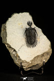 30289 - Museum Grade Trident 2.09 Inch Walliserops trifurcatus Middle Devonian Trilobite