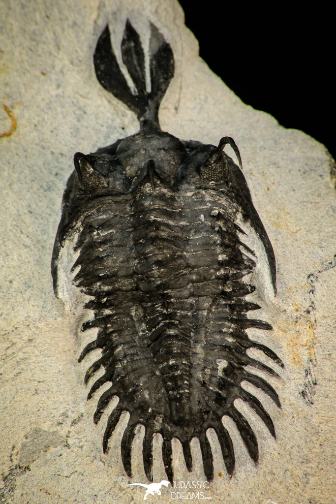 30289 - Museum Grade Trident 2.09 Inch Walliserops trifurcatus Middle Devonian Trilobite