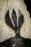 30289 - Museum Grade Trident 2.09 Inch Walliserops trifurcatus Middle Devonian Trilobite