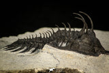 30289 - Museum Grade Trident 2.09 Inch Walliserops trifurcatus Middle Devonian Trilobite