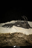30289 - Museum Grade Trident 2.09 Inch Walliserops trifurcatus Middle Devonian Trilobite