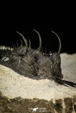 30289 - Museum Grade Trident 2.09 Inch Walliserops trifurcatus Middle Devonian Trilobite