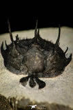 30289 - Museum Grade Trident 2.09 Inch Walliserops trifurcatus Middle Devonian Trilobite