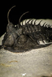 30289 - Museum Grade Trident 2.09 Inch Walliserops trifurcatus Middle Devonian Trilobite