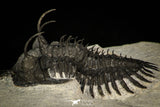 30289 - Museum Grade Trident 2.09 Inch Walliserops trifurcatus Middle Devonian Trilobite