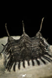 30289 - Museum Grade Trident 2.09 Inch Walliserops trifurcatus Middle Devonian Trilobite