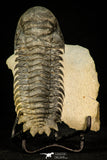 30290 - Gorgeous 3.66 Inch Crotalocephalina (Crotalocephalus) gibbus Lower Devonian Trilobite