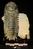 30290 - Gorgeous 3.66 Inch Crotalocephalina (Crotalocephalus) gibbus Lower Devonian Trilobite