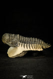 30290 - Gorgeous 3.66 Inch Crotalocephalina (Crotalocephalus) gibbus Lower Devonian Trilobite