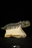 30290 - Gorgeous 3.66 Inch Crotalocephalina (Crotalocephalus) gibbus Lower Devonian Trilobite
